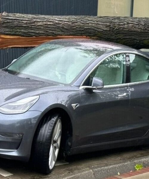 Електрокар Tesla Model 3 витримав падіння дерева (Фото)